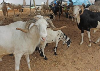 Tabaski 2021 : La fête aura lieu dans une semaine.