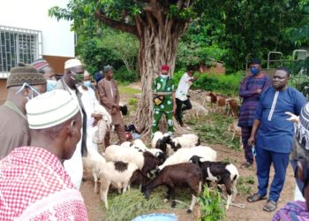 Remise de kits ovins aux éleveurs membres de l’APESS : le Dr Adamou MAMA SAMBO tient sa promesse !
