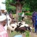 Remise de kits ovins aux éleveurs membres de l’APESS : le Dr Adamou MAMA SAMBO tient sa promesse !