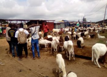 Parakou : Fête de la Tabaski, le prix des moutons en hausse.