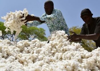 Rencontre des acteurs du coton à Cotonou : Seulement 10 % du coton transformé en Afrique