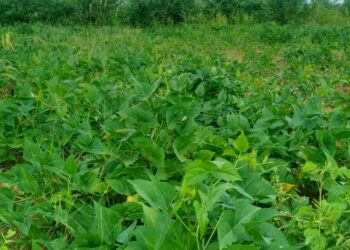 Bénin : Face au changement climatique, le niébé devient fourrage pour sauver l’élevage