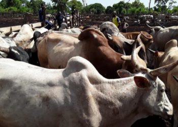 Scandales financiers au Marché à bétails de Tourou: Deux responsables de l’Aecbt au cœur d’un lugubre détournement.  (L’une des premières patades chaudes aux mains de la nouvelle équipe municipale)