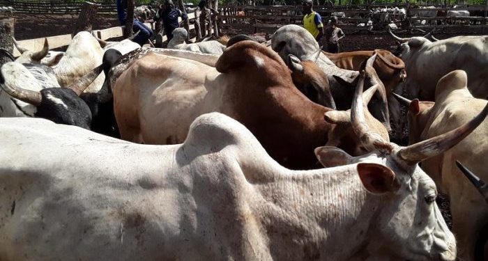 Scandales financiers au Marché à bétails de Tourou: Deux responsables de l’Aecbt au cœur d’un lugubre détournement.  (L’une des premières patades chaudes aux mains de la nouvelle équipe municipale)