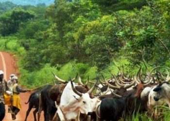 BÉNIN/AFFRONTEMENT MEURTRIER ENTRE ÉLEVEURS ET AGRICULTEURS À MALANVILLE: Le bilan s’alourdit dans les deux camps. D’importants dégâts matériels sont enregistrés