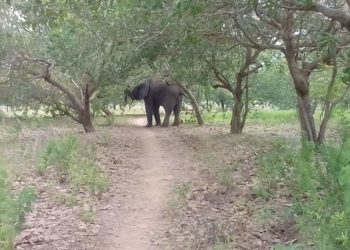 Société / Kalalé : Un éléphant tue un tradi-praticien à Dunkassa.