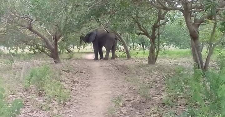 Société / Kalalé : Un éléphant tue un tradi-praticien à Dunkassa.