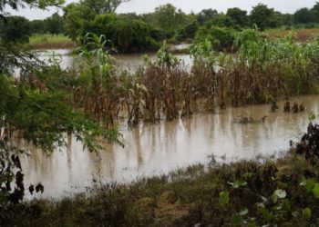 Djougou / Crue du fleuve Affon après les pluies : Des hectares de champs de maïs et d’ignames détruits. (Les populations sinistrées appellent à l’aide)