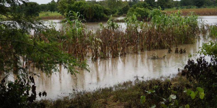 Djougou / Crue du fleuve Affon après les pluies : Des hectares de champs de maïs et d’ignames détruits. (Les populations sinistrées appellent à l’aide)