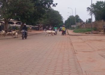 Société / Parakou : L’abattage des animaux en divagation reprend ce jour.