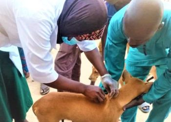 ALIBORI : DÉMARRAGE EFFECTIF DE LA CAMPAGNE DE VACCINATION DES ANIMAUX CONTRE LA RAGE À KANDI.