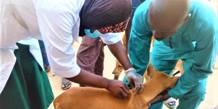 ALIBORI : DÉMARRAGE EFFECTIF DE LA CAMPAGNE DE VACCINATION DES ANIMAUX CONTRE LA RAGE À KANDI.