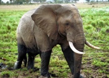 Kandi : Un éléphant en divagation sème la terreur et fait une victime.