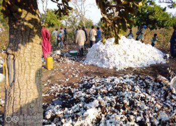 Nikki : Un enfant brûle 4 tonnes de coton de son père.