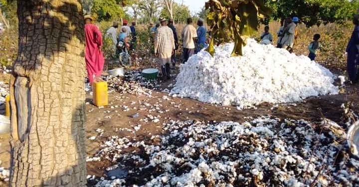 Nikki : Un enfant brûle 4 tonnes de coton de son père.