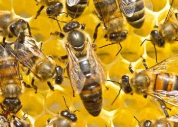 Kèrou : Des abeilles tuent deux personnes lors d’un rituel.