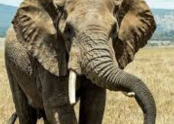 Banikoara : Un éléphant piétine à mort une mère de 4 enfants.