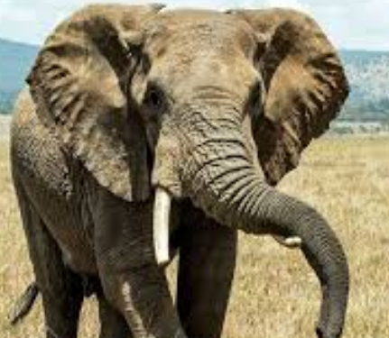 Banikoara : Un éléphant piétine à mort une mère de 4 enfants.