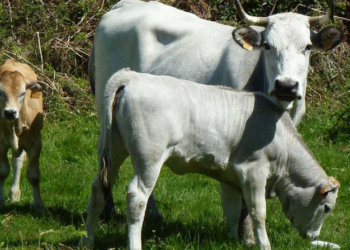 Bembèrèkè : Un présumé voleur de boeufs arrêté.