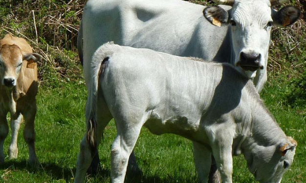 Bembèrèkè : Un présumé voleur de boeufs arrêté.