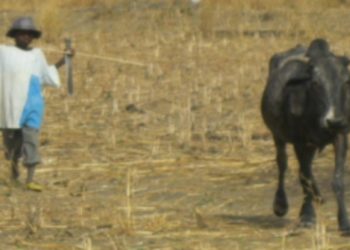 Parakou : Un bouvier meurt fusillé, les auteurs du crime recherchés.