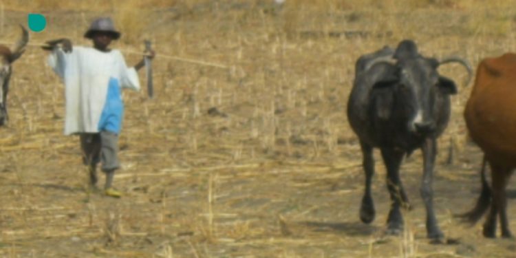 Parakou : Un bouvier meurt fusillé, les auteurs du crime recherchés.