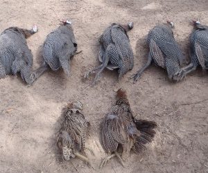 N’dali : Un chasseur tue par mégarde un homme