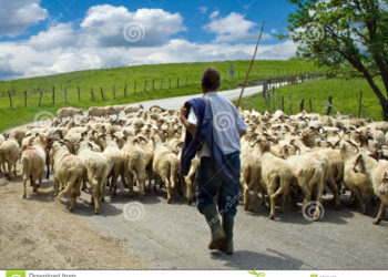 Cobly : Un berger charcuté par des frères du présumé voleur de son mouton. (La raison va vous surprendre).