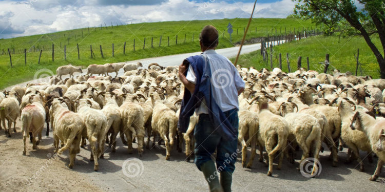 Cobly : Un berger charcuté par des frères du présumé voleur de son mouton. (La raison va vous surprendre).