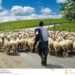 Cobly : Un berger charcuté par des frères du présumé voleur de son mouton. (La raison va vous surprendre).
