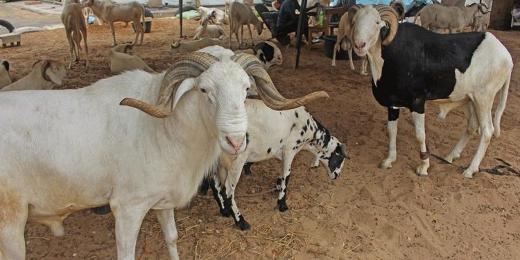 Tabaski 2021 : La fête aura lieu dans une semaine.