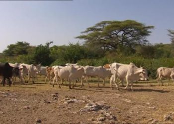 Tchaourou : quatre morts dans un affrontement entre éleveurs et agriculteurs.