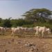 Tchaourou : quatre morts dans un affrontement entre éleveurs et agriculteurs.
