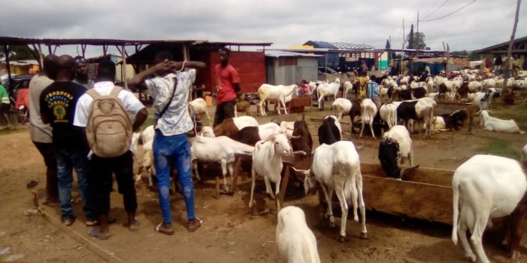 Parakou : Fête de la Tabaski, le prix des moutons en hausse.