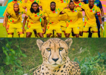 Football : Les Écureuils deviennent “Les Guépards du Bénin”.