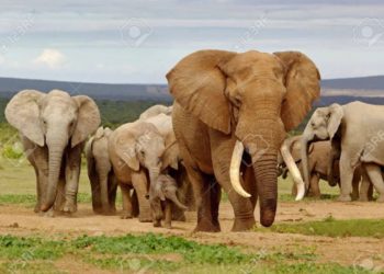 Urgent : Un troupeau d’éléphants sème la panique à Malanville.