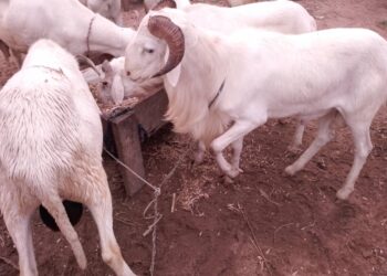 Tabaski 2023 à Parakou : Hausse du prix du mouton, une des conséquences des attaques terroristes.