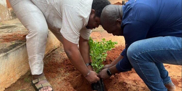 Togo- Journée nationale de l’arbre : Le patron du Groupe Harmonies Sidikou Karimou a sacrifié à la tradition.