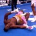 Boxe Anglaise : Francis Ngannou mis KO au second round.