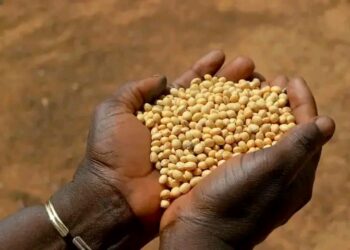 Exportation de soja grain et des noix brutes de cajou : L’interdiction prend effet dès aujourd’hui.