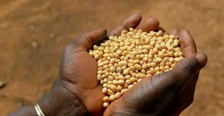 Exportation de soja grain et des noix brutes de cajou : L’interdiction prend effet dès aujourd’hui.