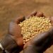 Exportation de soja grain et des noix brutes de cajou : L’interdiction prend effet dès aujourd’hui.