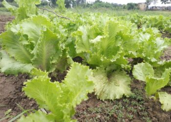 Maraîchage : L’engrais chimique, un tueur silencieux dans nos assiettes.