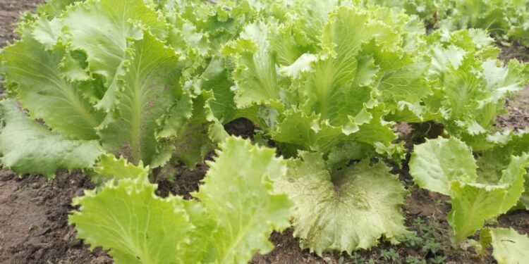 Maraîchage : L’engrais chimique, un tueur silencieux dans nos assiettes.