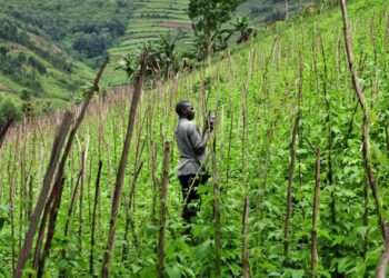 Entreprise ou communauté ? : L’avenir agricole de l’Afrique à la croisée des chemins