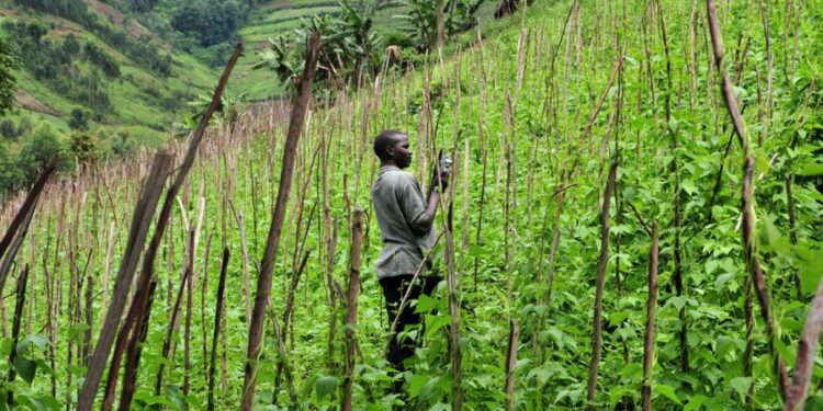 Entreprise ou communauté ? : L’avenir agricole de l’Afrique à la croisée des chemins