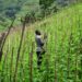 Entreprise ou communauté ? : L’avenir agricole de l’Afrique à la croisée des chemins