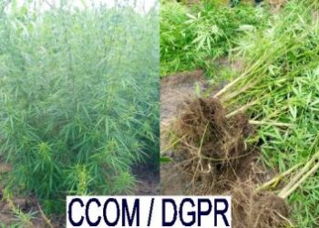 Bénin : Un champ de chanvre indien découvert à Tchatchou