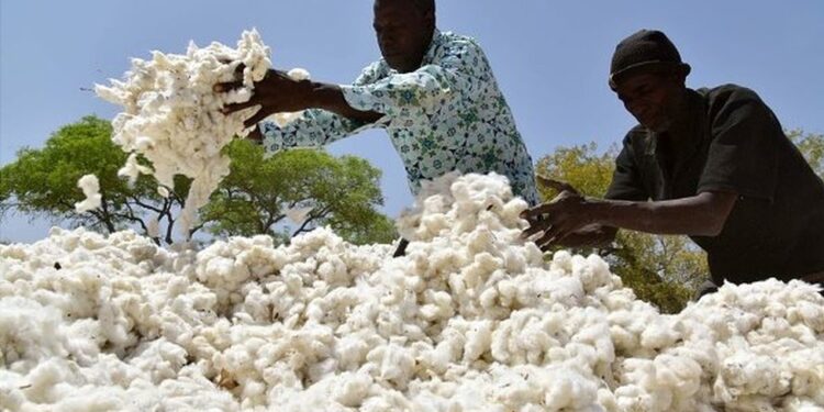 Rencontre des acteurs du coton à Cotonou : Seulement 10 % du coton transformé en Afrique