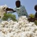 Rencontre des acteurs du coton à Cotonou : Seulement 10 % du coton transformé en Afrique